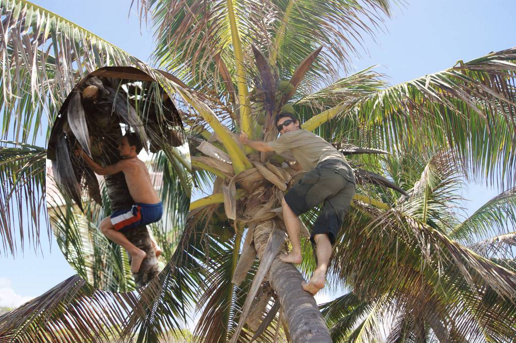 coconuts tree