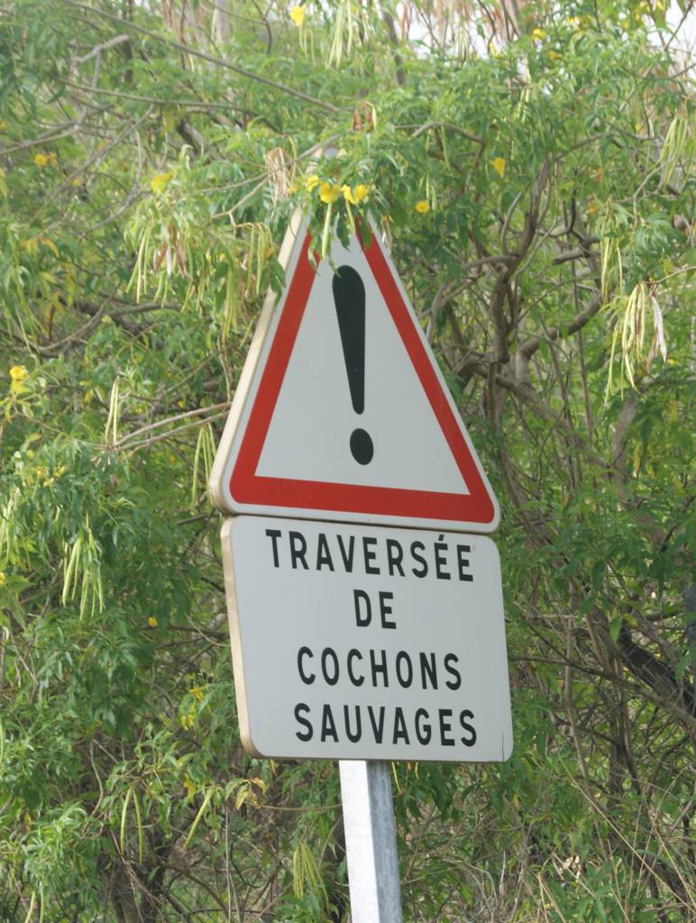 cochons sauvages